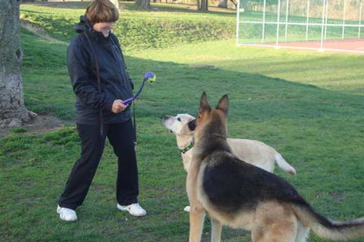 Rye Brook Floats Idea Of Creating A Dog Park
