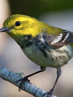 'Birding For Beginners' Class Organized In Lyndhurst