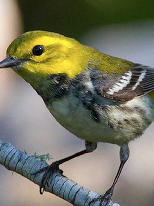 'Birding For Beginners' Class Organized In Lyndhurst
