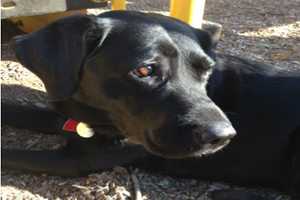 Rye Family Searches For Missing Service Dog