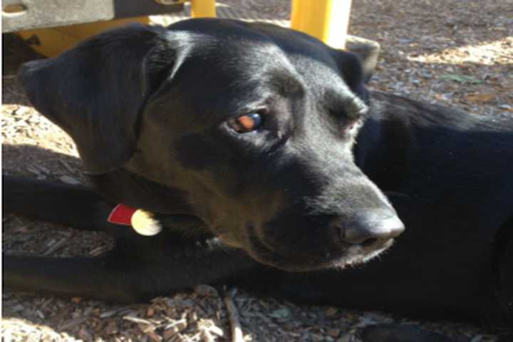 Rye Family Searches For Missing Service Dog