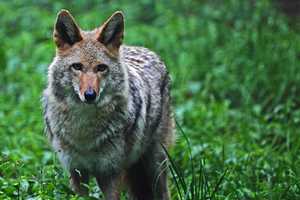 Coyote Spotted In North Castle