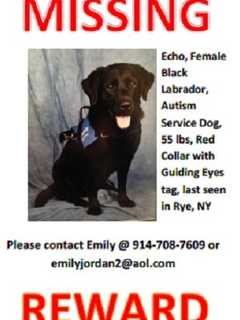 Search Continues For Rye Child's Missing Service Dog
