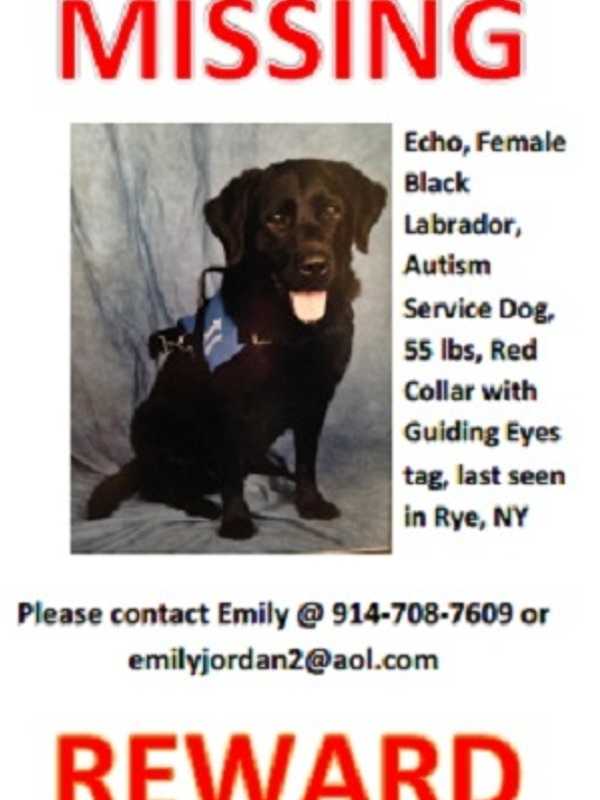 Search Continues For Rye Child's Missing Service Dog