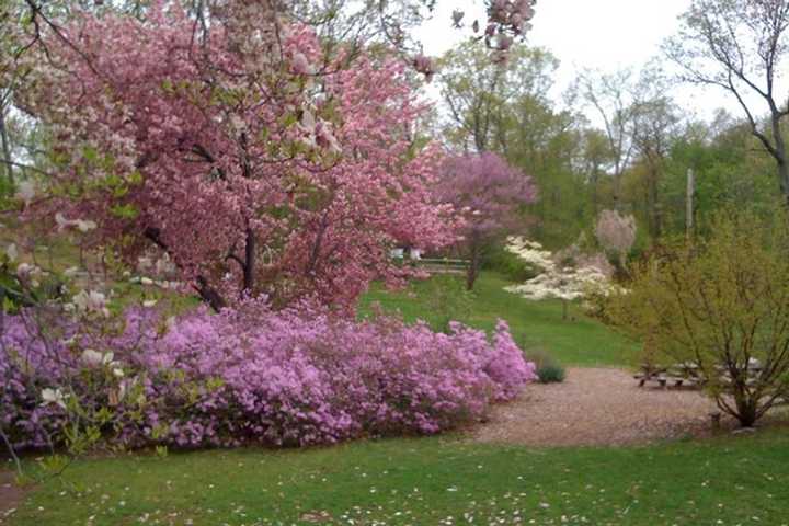 Greenburgh Council Will Vote On Butterfly Arbor For Nature Center