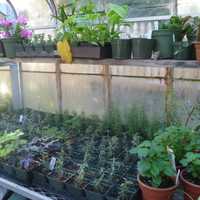 <p>The Lasdon Park greenhouse houses many different kinds of plants. </p>