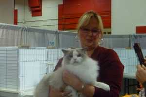 Cat Lovers Converge On Westchester County Center