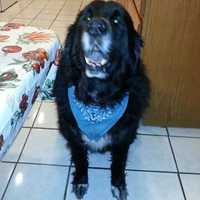 <p>Call (914) 261-5997 if you spot Nero, who may have escaped Sunday&#x27;s devastating fire in Yorktown.</p>