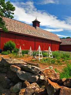 Coyote Attack On Sheep Reported In Hudson Valley