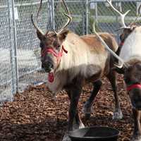 <p>Santa and his reindeer are taking up residence in Greenwich until Christmas Eve as part of the fifth annual Greenwich Reindeer Festival.</p>