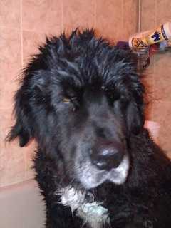 Yorktown Family That Survives Fire Searches For Hero Dog Nero
