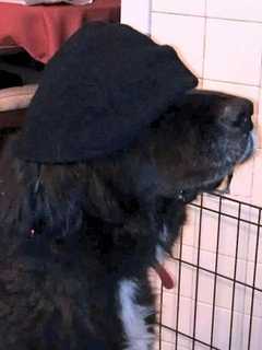 Yorktown Dog That Saved Family From Fire Found Dead