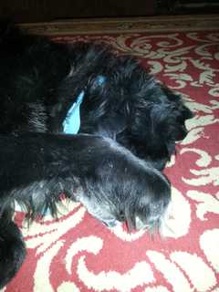 Funeral Services Set For Nero, Yorktown's Hero Dog