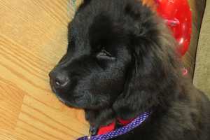 Hero Dog Nero Laid To Rest In Yorktown, Family Welcomes New Dog Faith