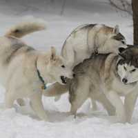 <p>Zeus (left), Apollo and Athena, three Siberian Huskies owned by the Peyreigne family in Weston, frolic in Tuesday&#x27;s snow.</p>