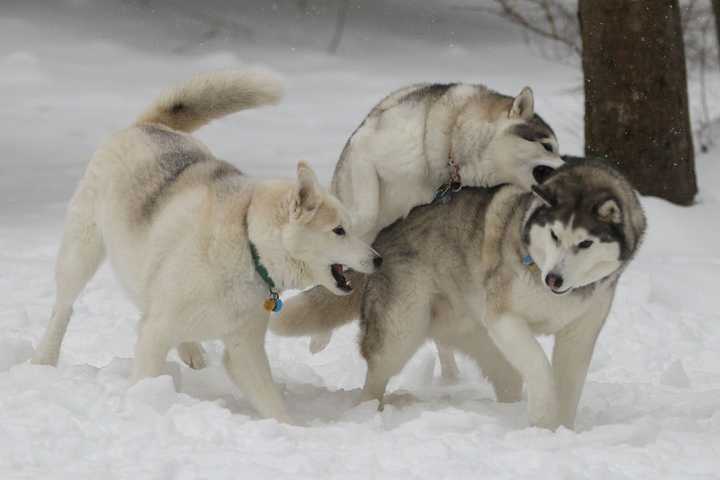 Siberians Enjoy The Winter Wonderland In Weston