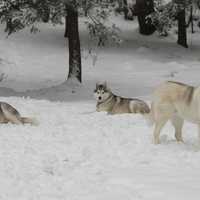 <p>While Apollo and Athena rest, Zeus looks for more action in the snow.</p>