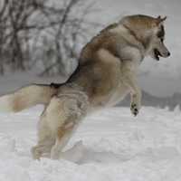 <p>The Siberians found Tuesday&#x27;s snow perfect for frolicking.</p>