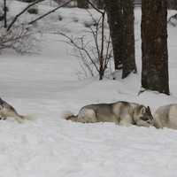 <p>The dogs take a brief rest after playing.</p>