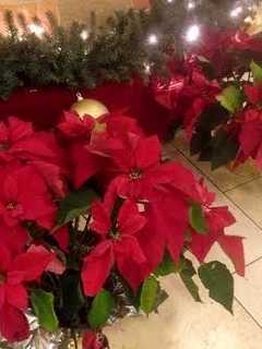 Monroe Women's Club Celebrates The Season With Poinsettia Fundraiser