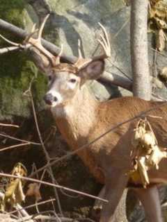 Deer Attack: Parking Enforcement Officer Injured By Buck In Hudson Valley