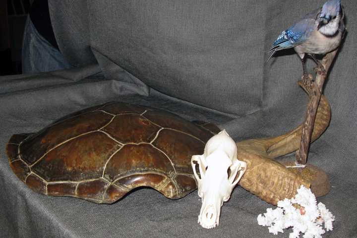 Teatown Opens Its Attic To Show Off Items That Are Seldom Seen