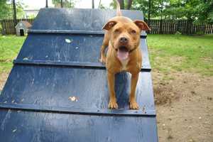 Armonk's Adopt-A-Dog Calls For Stricter Dog Laws