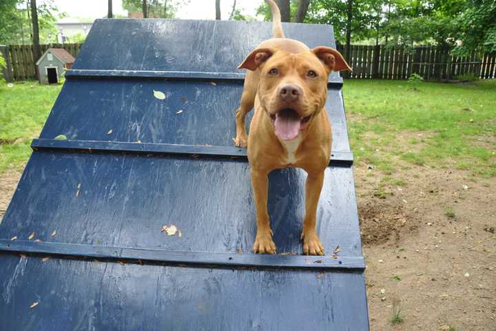 Armonk's Adopt-A-Dog Calls For Stricter Dog Laws