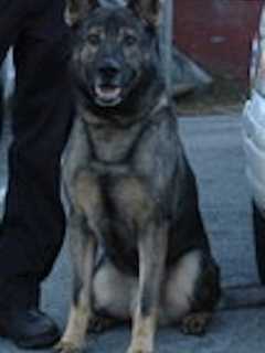 Harrison Police Dog Arby Will Be Calling It A Career