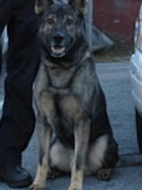 Harrison Police Dog Arby Will Be Calling It A Career