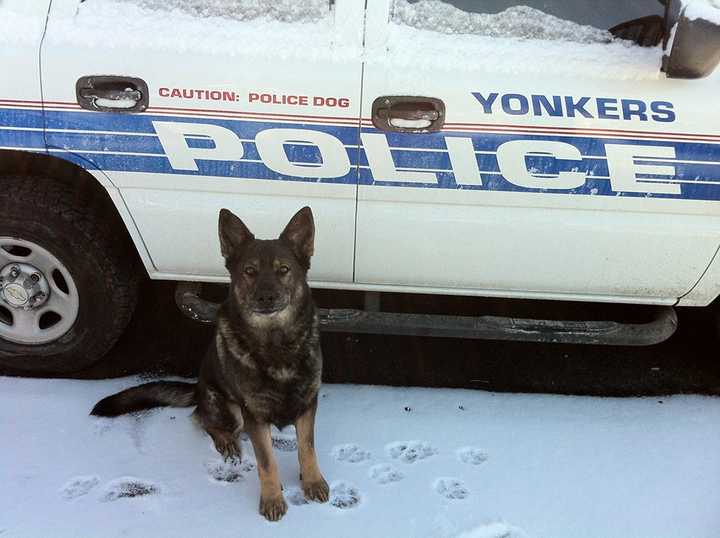 A longtime partner and friend, K-9 Officer, &quot;Doc,&quot; completed his last tour of duty yesterday.