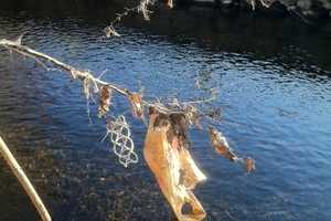Pleasantville Group Seeks To Ban Plastic Bags