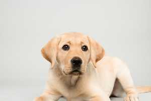 Yorktown's Guiding Eyes Heads To Puppy Bowl