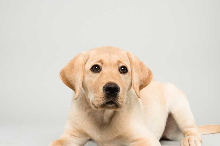 Yorktown's Guiding Eyes Heads To Puppy Bowl
