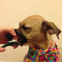 <p>Maeby having her teeth brushed at Groom Spot in Tuckahoe.</p>