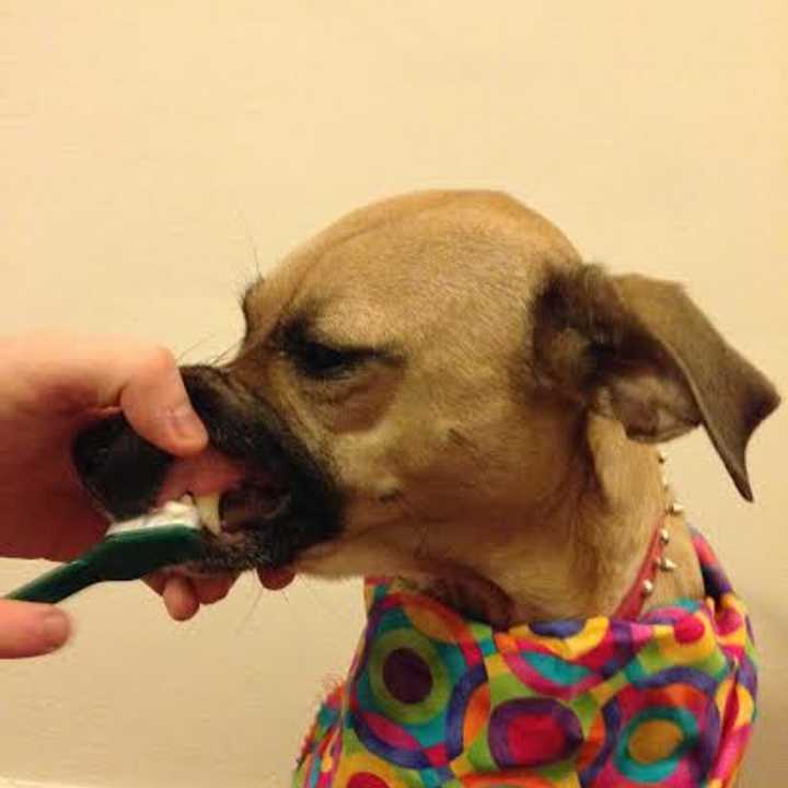 Maeby having her teeth brushed at Groom Spot in Tuckahoe.