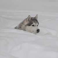 <p>Athena was nearly up to her eyes in snow, but the Siberian Huskie didn&#x27;t let it deter her.</p>