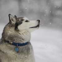 <p>Apollo gets a taste of the snow during Thursday&#x27;s storm.</p>