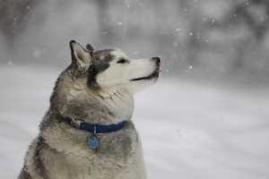 Playful Pups In Weston Celebrate In The Snow