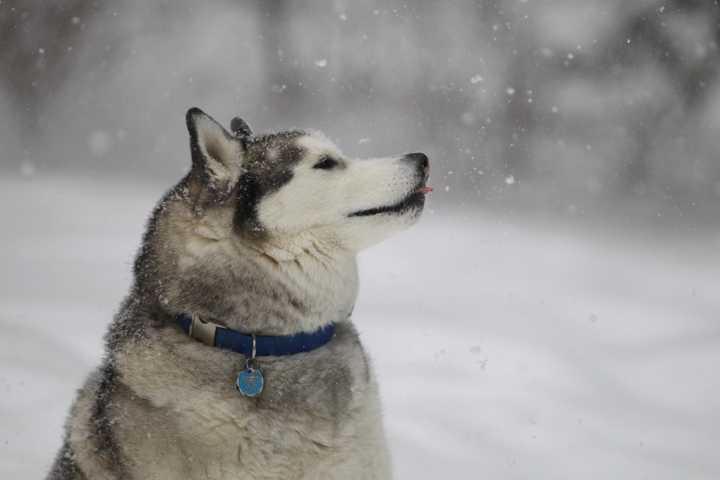 Apollo gets a taste of the snow during Thursday&#x27;s storm.