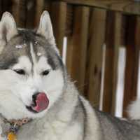 <p>Athena licks her chops, ready to make another run in the white stuff.</p>