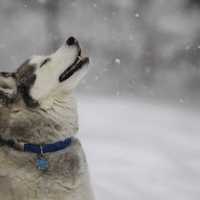 <p>Apollo seems glad to see Thursday&#x27;s snow.</p>