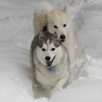 <p>Athena and Zeus play in the snow.</p>