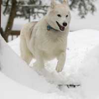 <p>Zeus happily runs through the snow.</p>