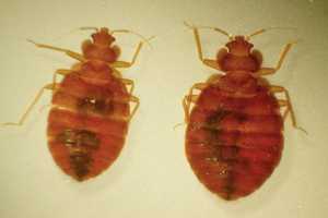 Passaic Principal Warns Parents About Possible Bed Bug Problem