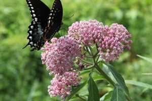 Westchester Community College To Host Spring Landscape Conference