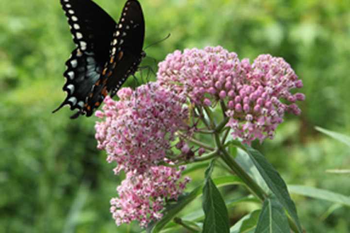 Westchester Community College To Host Spring Landscape Conference