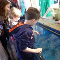 <p>Children touch live moon jellyfish at the &quot;Jiggle A Jelly&#x27; exhibit at Norwalk&#x27;s Maritime Aquarium Saturday.</p>