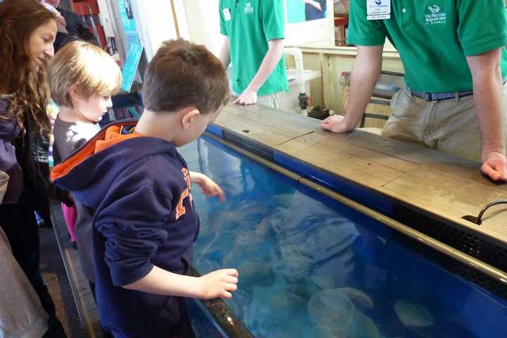 Children touch live moon jellyfish at the &quot;Jiggle A Jelly&#x27; exhibit at Norwalk&#x27;s Maritime Aquarium Saturday.