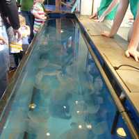 <p>A tank full of moon jellyfish is the highlight of the &quot;Jiggle A Jelly&quot; exhibit at the Maritime Aquarium. </p>